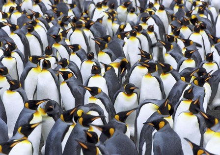 King penguin colony, Antarctica by Frank Krahmer art print