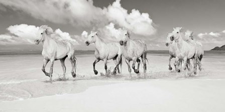 Band of Brothers, Lanikai Beach, Hawaii (BW) by Pangea Images art print