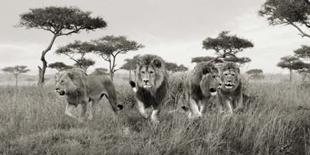 Brothers, Masai Mara, Kenya (detail) by Pangea Images art print