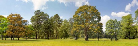 Trees in a Park by Pangea Images art print