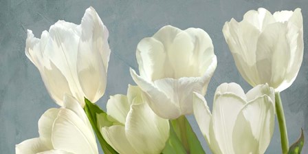 White Tulips on Blue by Luca Villa art print
