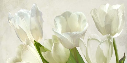 White Tulips (detail) by Luca Villa art print