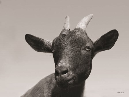 Lake Tobias Goat I by Lori Deiter art print