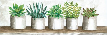 Succulent Pots by Cindy Jacobs art print