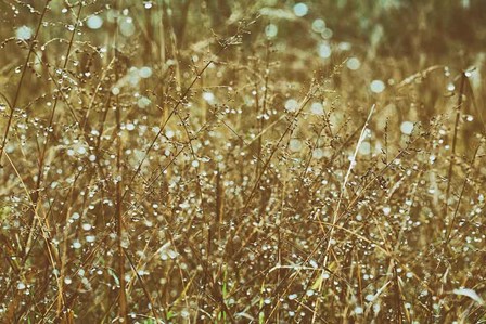 Dew on Grasses by Aledanda art print