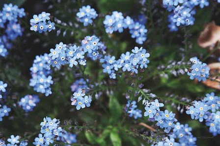 Forget Me Nots IV by Laura Marshall art print