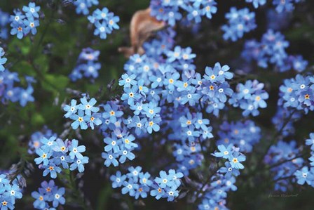Forget Me Nots III by Laura Marshall art print