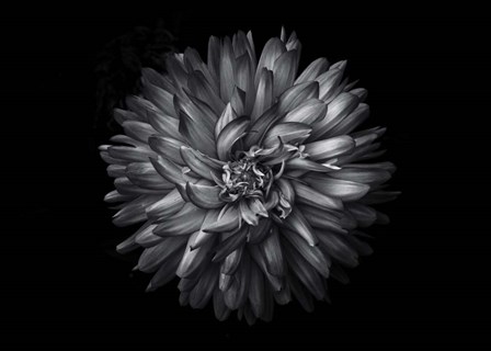 Backyard Flowers In Black And White 20 by Brian Carson art print