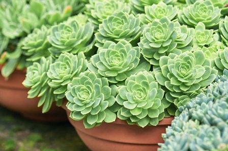 Potted Succulents I by Cora Niele art print