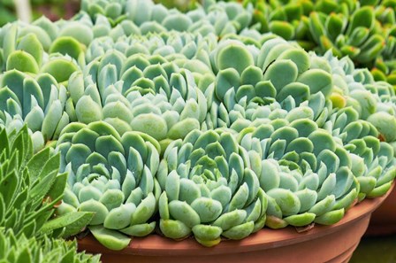 Potted Succulents II by Cora Niele art print