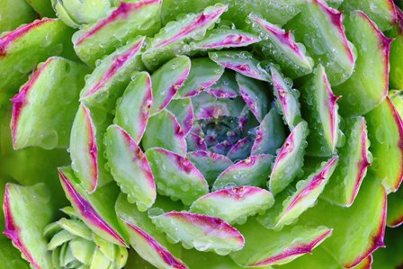 Sempervivum Close Up by Cora Niele art print