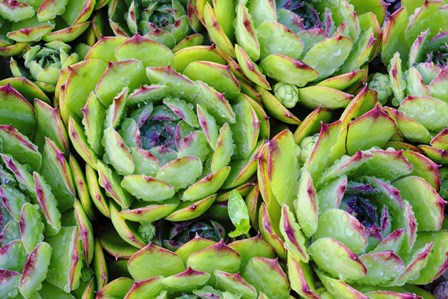Sempervivum by Cora Niele art print