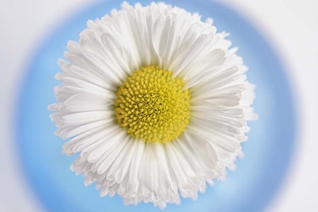Daisy in Blue Vase by Cora Niele art print