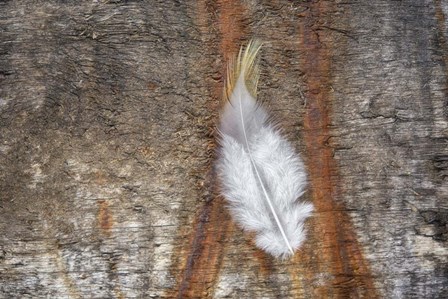Downy Feather by Cora Niele art print