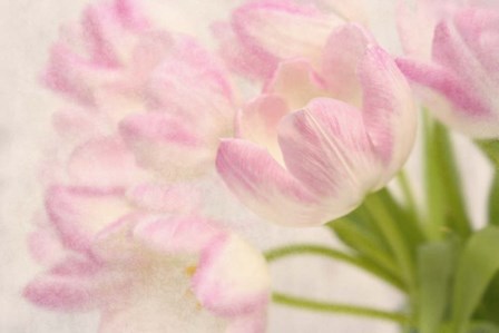 Dreamy Tulips by Cora Niele art print