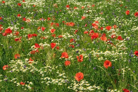 Flower Field with Poppies by Cora Niele art print
