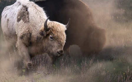 White Buffalo by Gordon Semmens art print