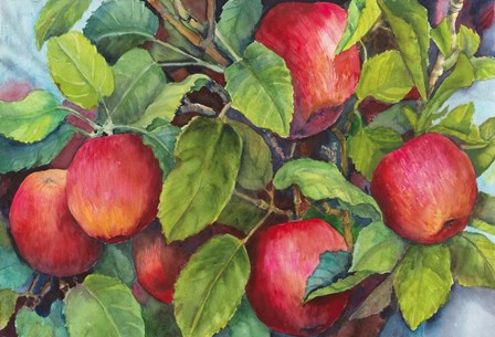 Apples by Joanne Porter art print