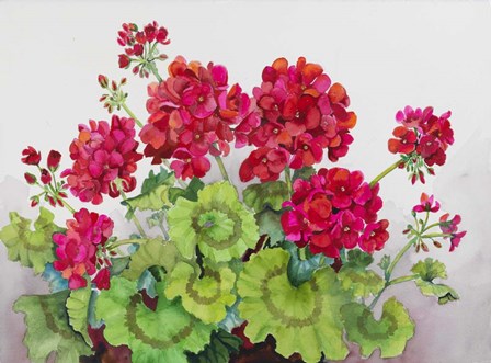 Red Geraniums by Joanne Porter art print