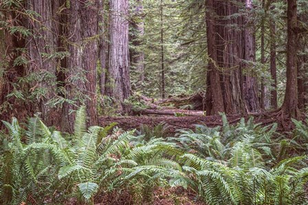 Get Lost In The Redwoods by Joseph S Giacalone art print