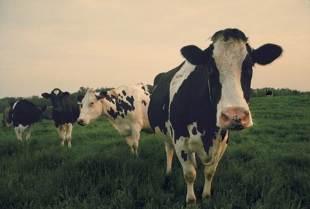 Cows at Sunset by Joseph Roberts art print