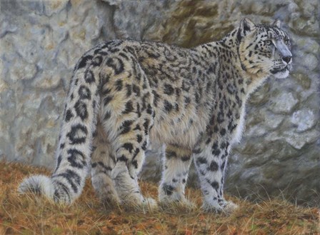 Snow Leopard by Steve Crockett art print