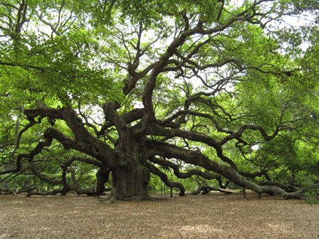 Angel Oak Tree by Douglas Thom art print