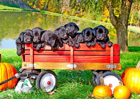 8 Lab Puppies by Dick Petrie art print