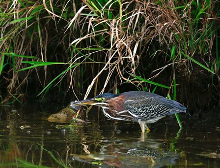 Green Heron by Dick Petrie art print