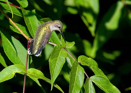 Hummingbird by Dick Petrie art print