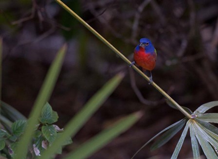 Painted Bunting Male by Dick Petrie art print