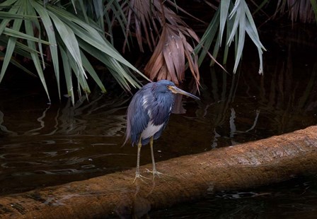 Tricolored Heron by Dick Petrie art print