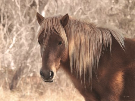 Assateague Horse by Lori Deiter art print