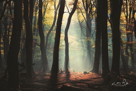 Forest Blues by Martin Podt art print