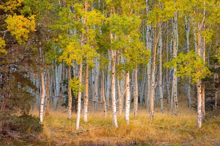 June Lake Aspen by John Gavrilis art print