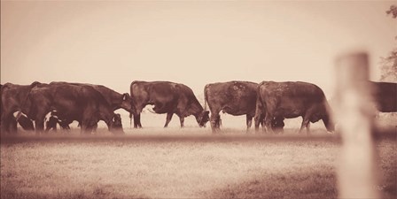 Cattle Row by Donnie Quillen art print