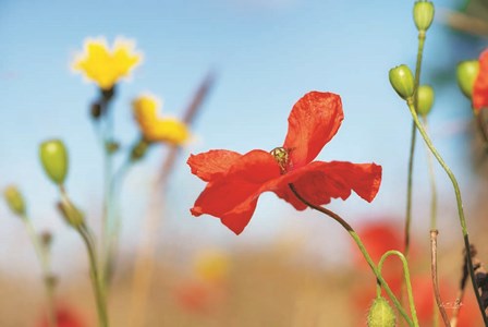 Summer Flowers by Martin Podt art print