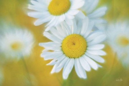 Daisies by Martin Podt art print