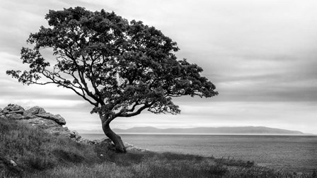 Bonsai Tree by Andy Amos art print