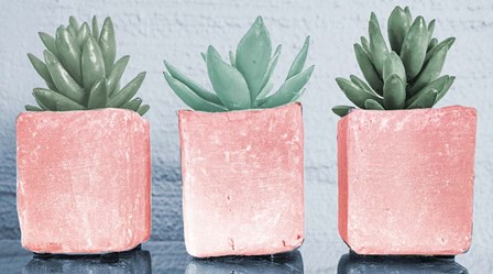 Pink Potted Succulents by Bill Carson Photography art print