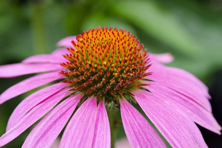 Pink Coneflowers III by Laura Denardo art print