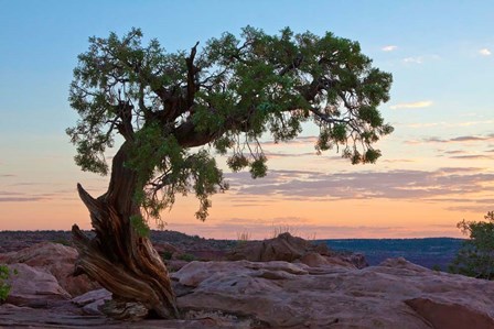 Ancient Tree by George Cannon art print