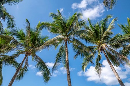 Palawan Palm Trees I by Richard Silver art print