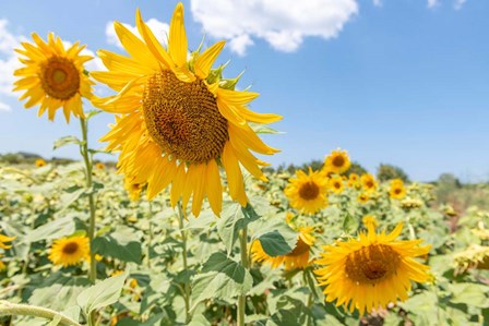 Sunflowers I by Richard Silver art print