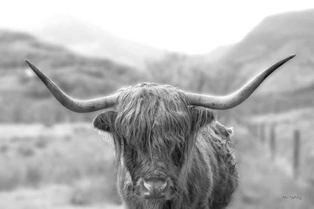 Scottish Highland Cattle III Neutral Crop by Alan Majchrowicz art print