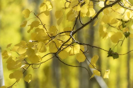 Aspen Backlight by Danny Head art print