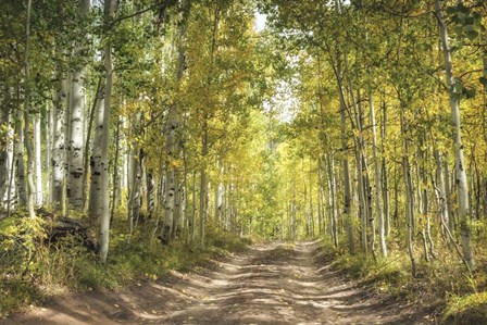 Aspen Drive by Danny Head art print