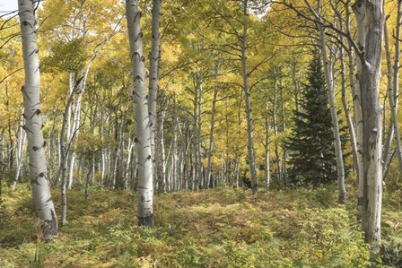 Aspen Grove I by Danny Head art print