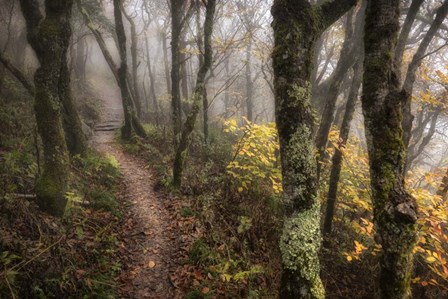 Fog Ahead by Danny Head art print