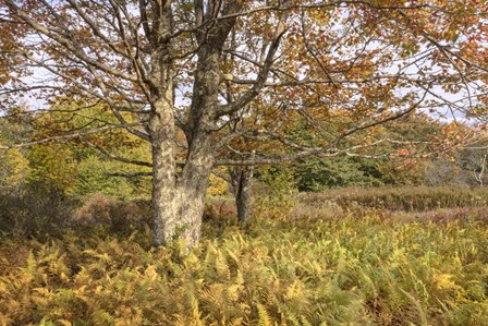 Maple and Ferns by Danny Head art print